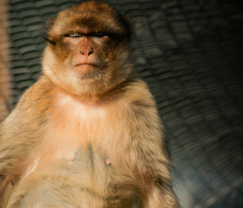 Gambar monyet dating