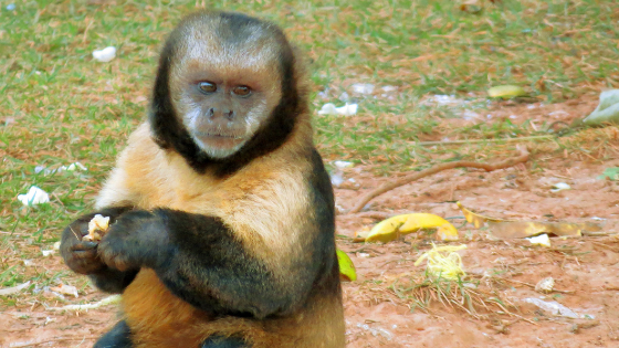 Capuchino de pecho amarillo