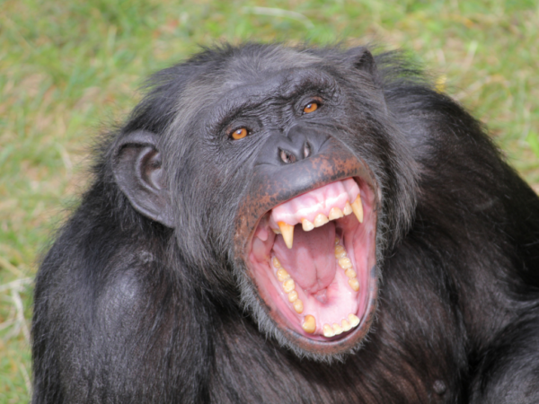 chimpancé enseñando los dientes